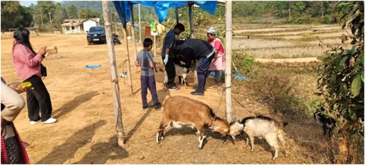 80 goats vaccinated against Goat Pox in Ri Bhoi