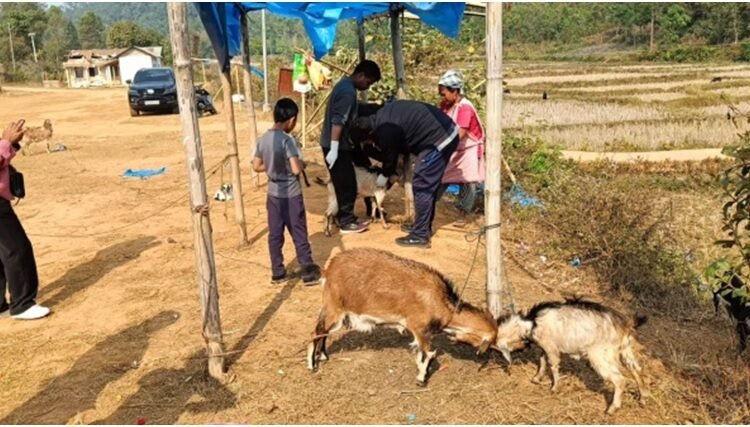 80 goats vaccinated against Goat Pox in Ri Bhoi