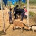 80 goats vaccinated against Goat Pox in Ri Bhoi