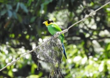 Long-Tailed Broadbills: Lessons from Umiam Glass Collision Incident