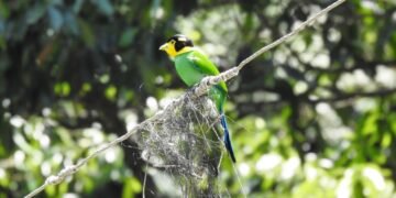 Long-Tailed Broadbills: Lessons from Umiam Glass Collision Incident
