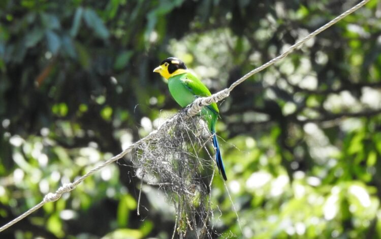 Long-Tailed Broadbills: Lessons from Umiam Glass Collision Incident