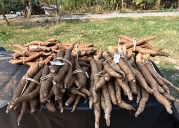 Awareness prog on tuber crops held