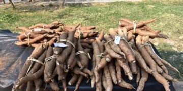 Awareness prog on tuber crops held