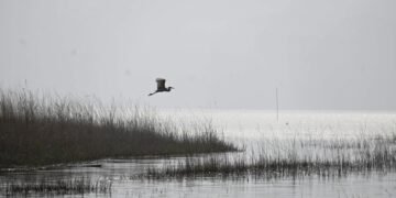 Asian waterbird census records 140 birds in Umiam