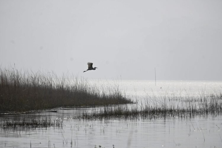 Asian waterbird census records 140 birds in Umiam