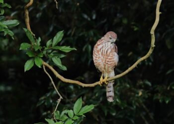 India’s students lead charge in Great Backyard Bird Count 2026