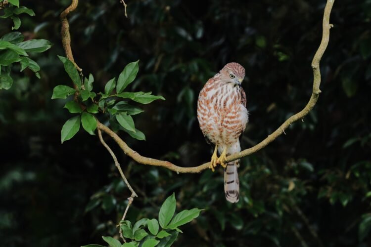 India’s students lead charge in Great Backyard Bird Count 2026