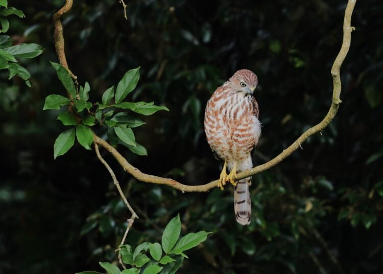 India’s students lead charge in Great Backyard Bird Count 2026