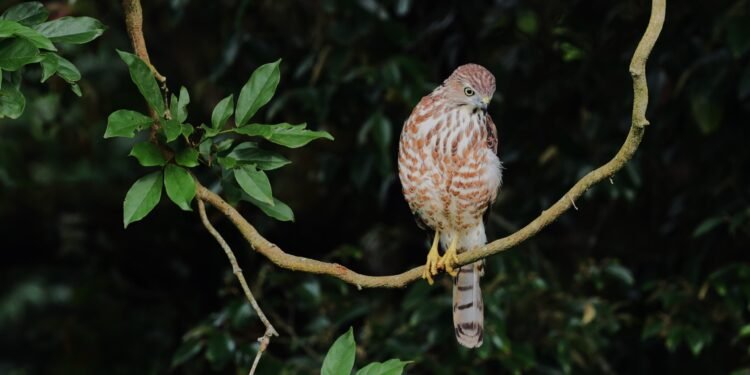 India’s students lead charge in Great Backyard Bird Count 2026