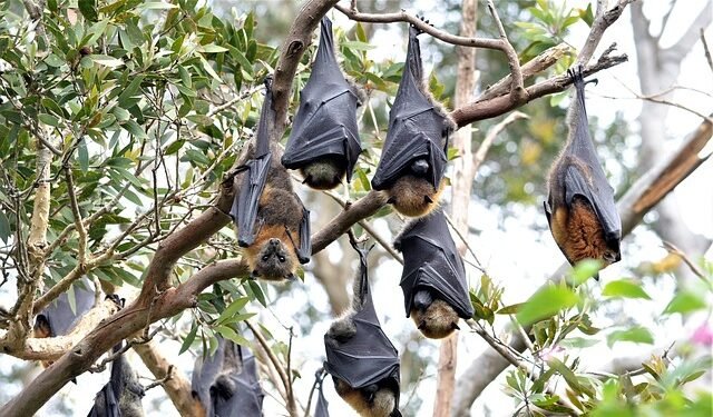 M’laya on high alert for Nipah, though no cases yet