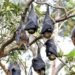 M’laya on high alert for Nipah, though no cases yet