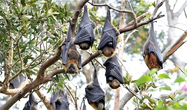 M’laya on high alert for Nipah, though no cases yet