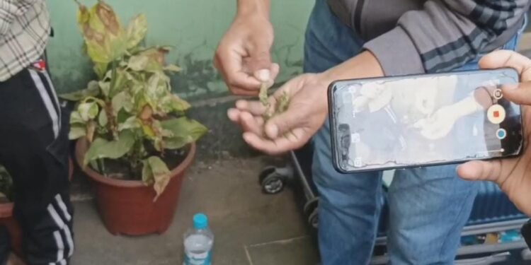 Man from Mizoram nabbed at Ward’s Lake with 2.5kg of cannabis