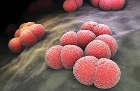 2 dead from bacterial meningococcal disease at Assam Regiment