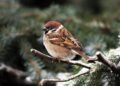 World Sparrow Day – Keep the Chirp Alive
