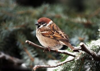 World Sparrow Day – Keep the Chirp Alive