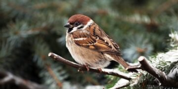 World Sparrow Day – Keep the Chirp Alive