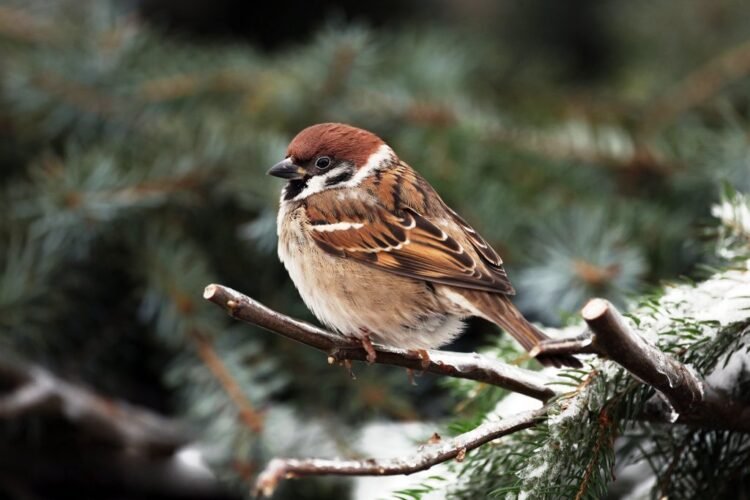 World Sparrow Day – Keep the Chirp Alive