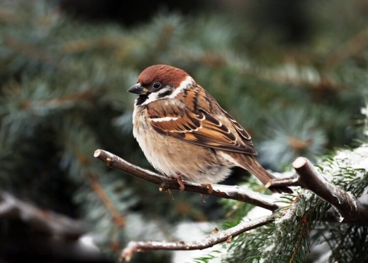 World Sparrow Day – Keep the Chirp Alive