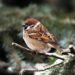World Sparrow Day – Keep the Chirp Alive