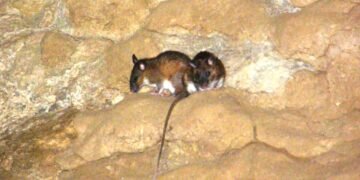 Long-term study finds wealth of mammalian life in Meghalaya’s caves