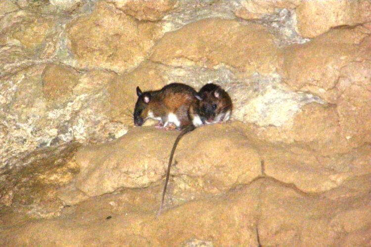 Long-term study finds wealth of mammalian life in Meghalaya’s caves