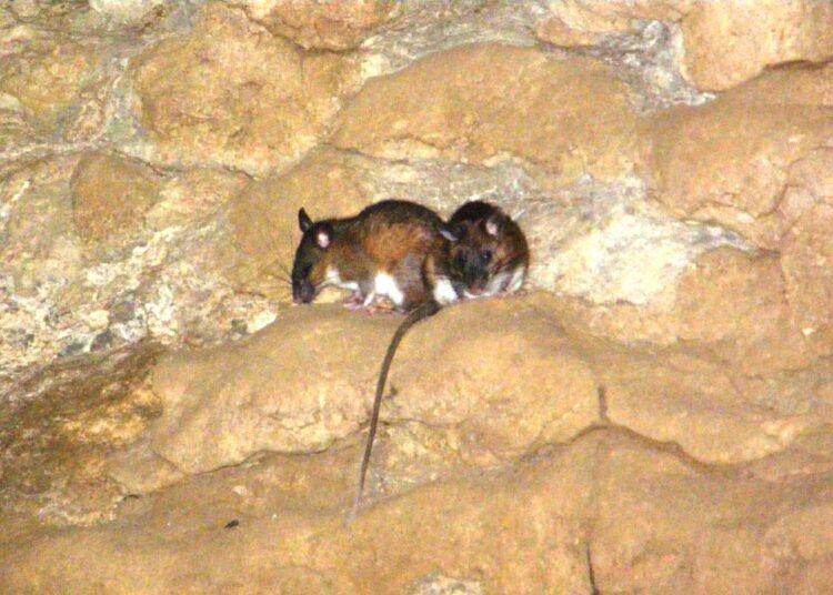 Long-term study finds wealth of mammalian life in Meghalaya’s caves