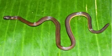 Snake ‘discovered’ in Garo Hills after hiding in plain sight for years