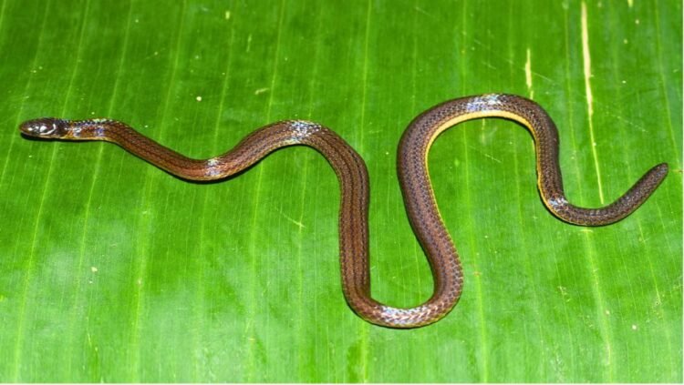 Snake ‘discovered’ in Garo Hills after hiding in plain sight for years