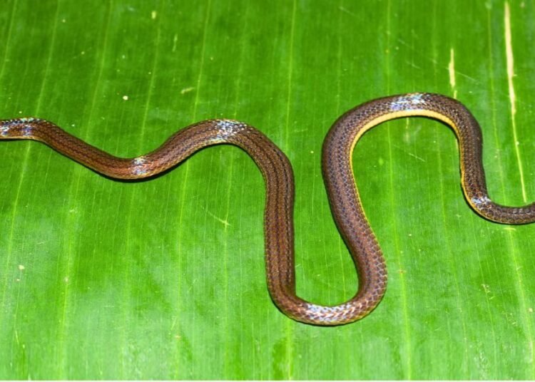 Snake ‘discovered’ in Garo Hills after hiding in plain sight for years