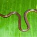 Snake ‘discovered’ in Garo Hills after hiding in plain sight for years