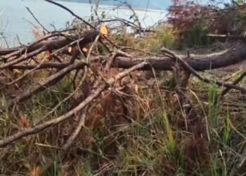 2 arrested for illegal tree felling at Lumpongdeng