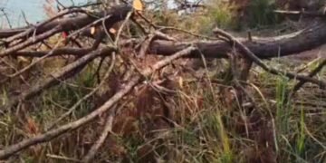 2 arrested for illegal tree felling at Lumpongdeng