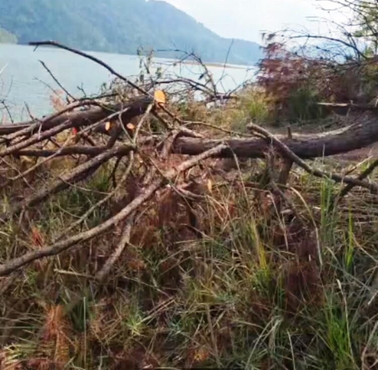 2 arrested for illegal tree felling at Lumpongdeng