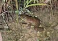 New frog species discovered in Nagaland by ZSI Shillong team