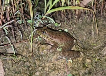 New frog species discovered in Nagaland by ZSI Shillong team