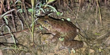 New frog species discovered in Nagaland by ZSI Shillong team