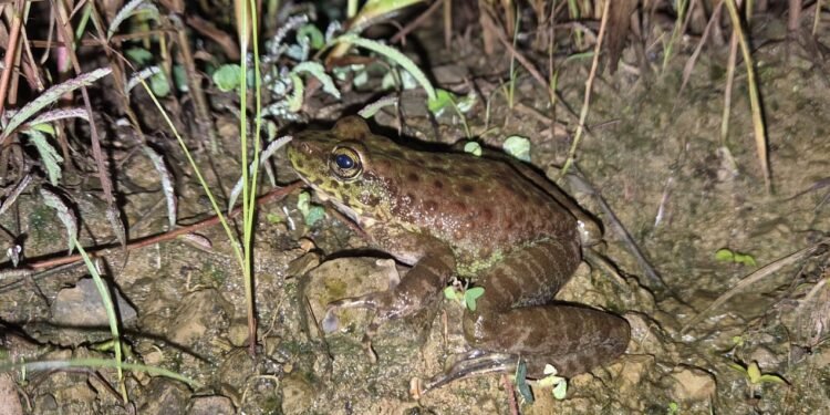 New frog species discovered in Nagaland by ZSI Shillong team