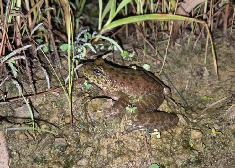 New frog species discovered in Nagaland by ZSI Shillong team