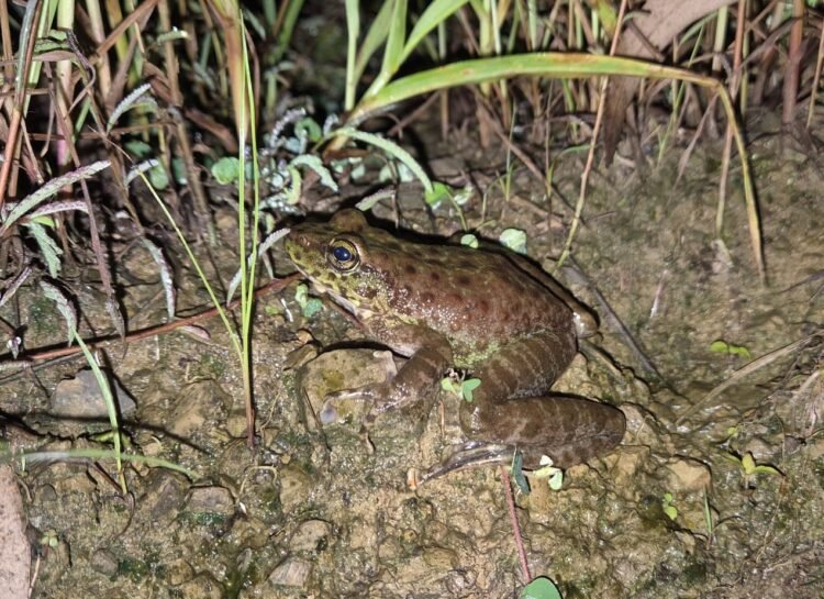 New frog species discovered in Nagaland by ZSI Shillong team