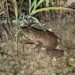 New frog species discovered in Nagaland by ZSI Shillong team