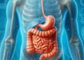 Digestion and Detoxification