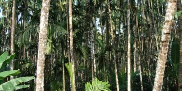 High-level committee monitoring bud rot in arecanut