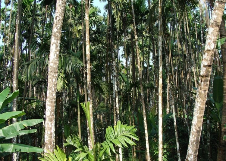 High-level committee monitoring bud rot in arecanut
