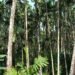 High-level committee monitoring bud rot in arecanut