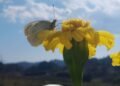 Book on butterflies of Meghalaya set to be released