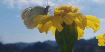 Book on butterflies of Meghalaya set to be released