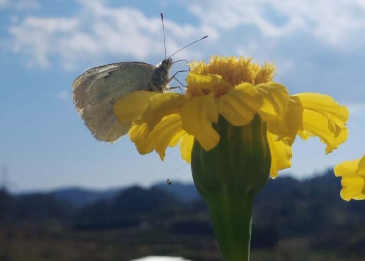 Book on butterflies of Meghalaya set to be released