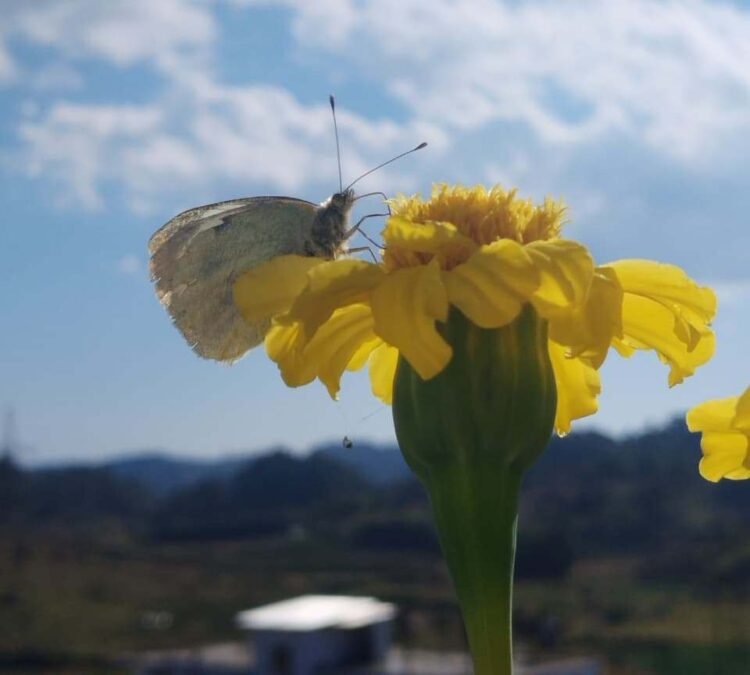 Book on butterflies of Meghalaya set to be released